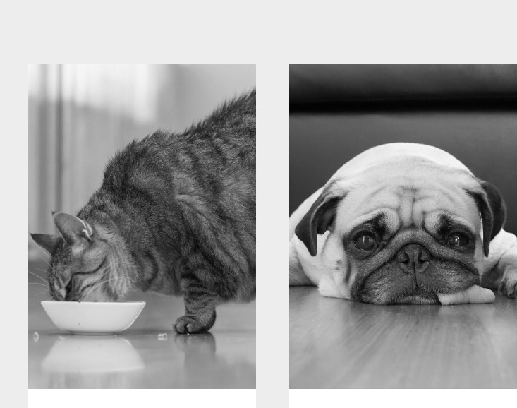 shop.plusyouclub 0 White Pet Bowl Feeder Cat Bowl Pet Smart Weighing Bowl Snack Feeder Pet Supplies Single Bowl Cat And Dog Bowl